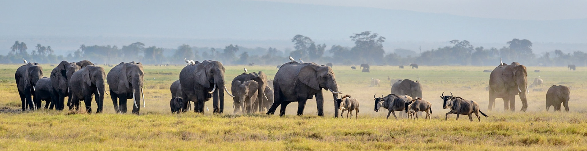 Amboseli Plains