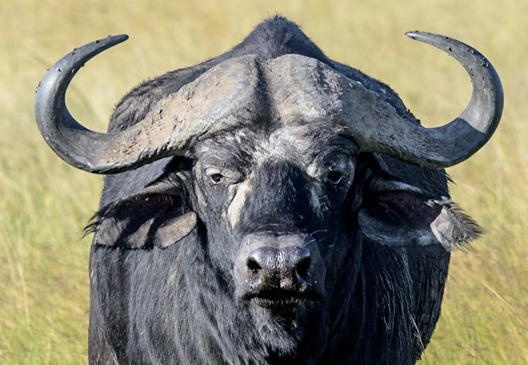 Water Buffalo