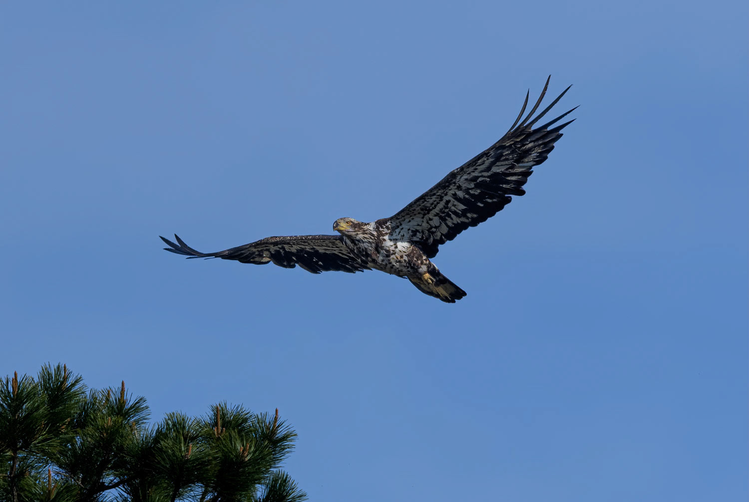 Immature Bald Eagle