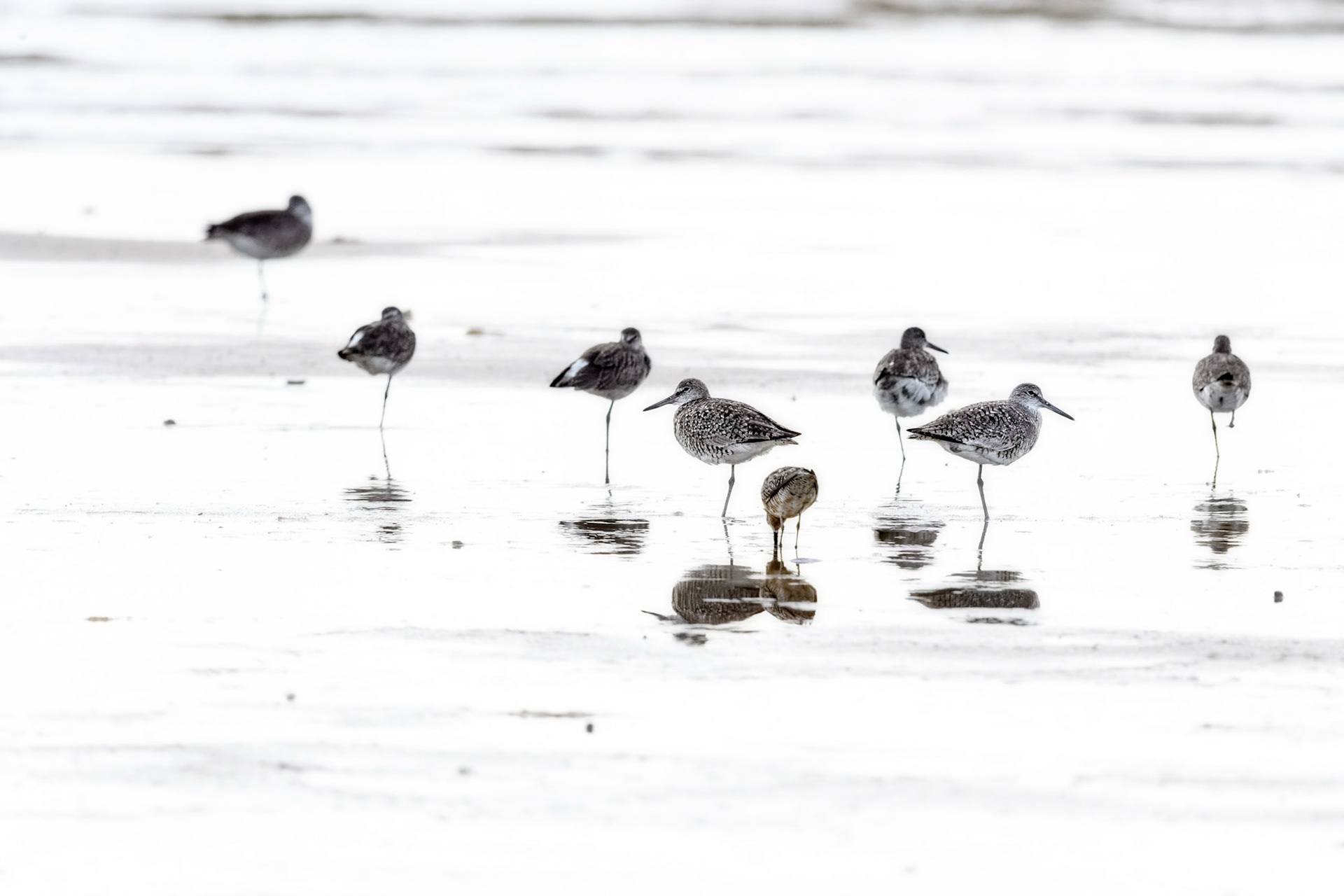 Willets - 1