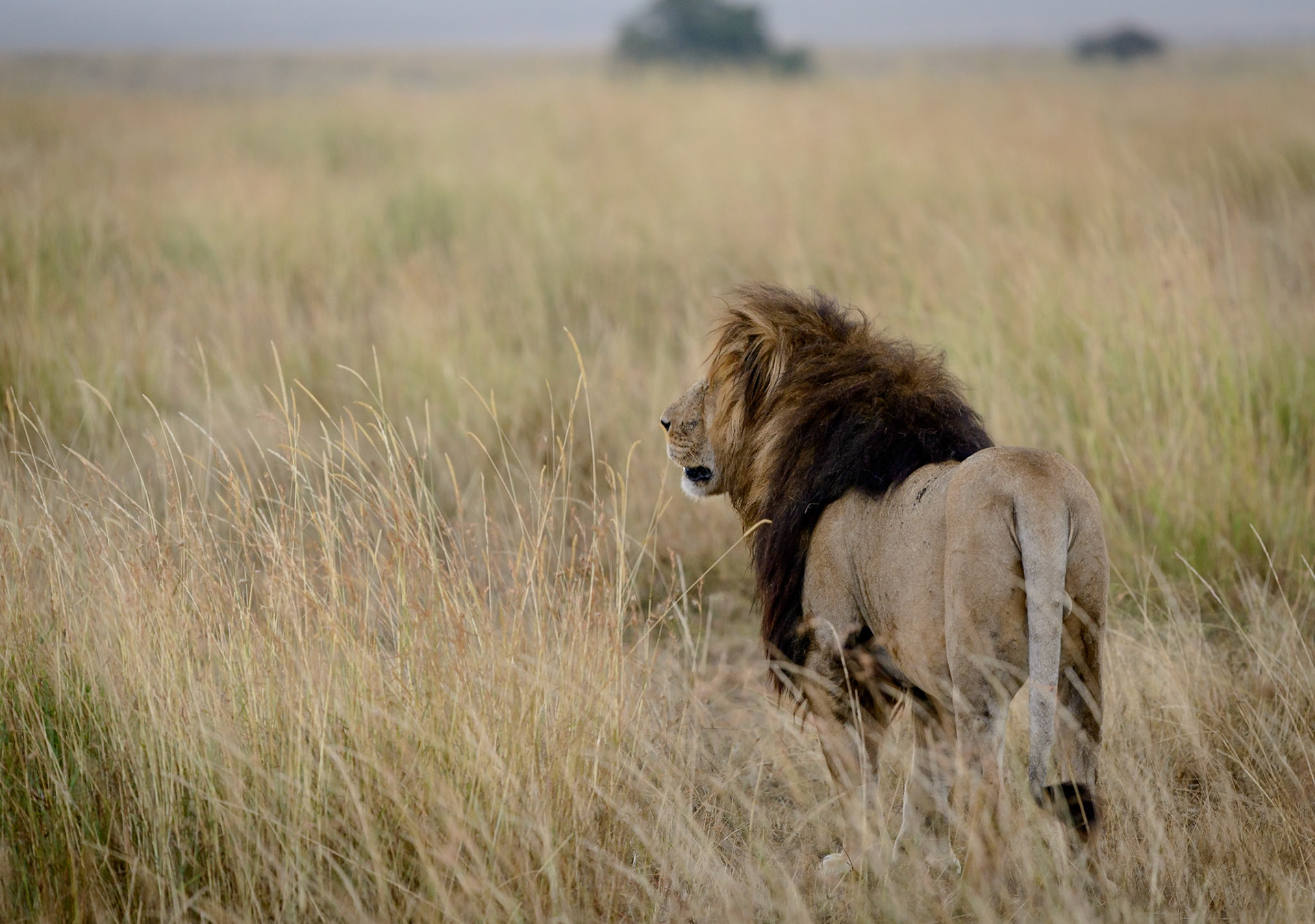 Lion