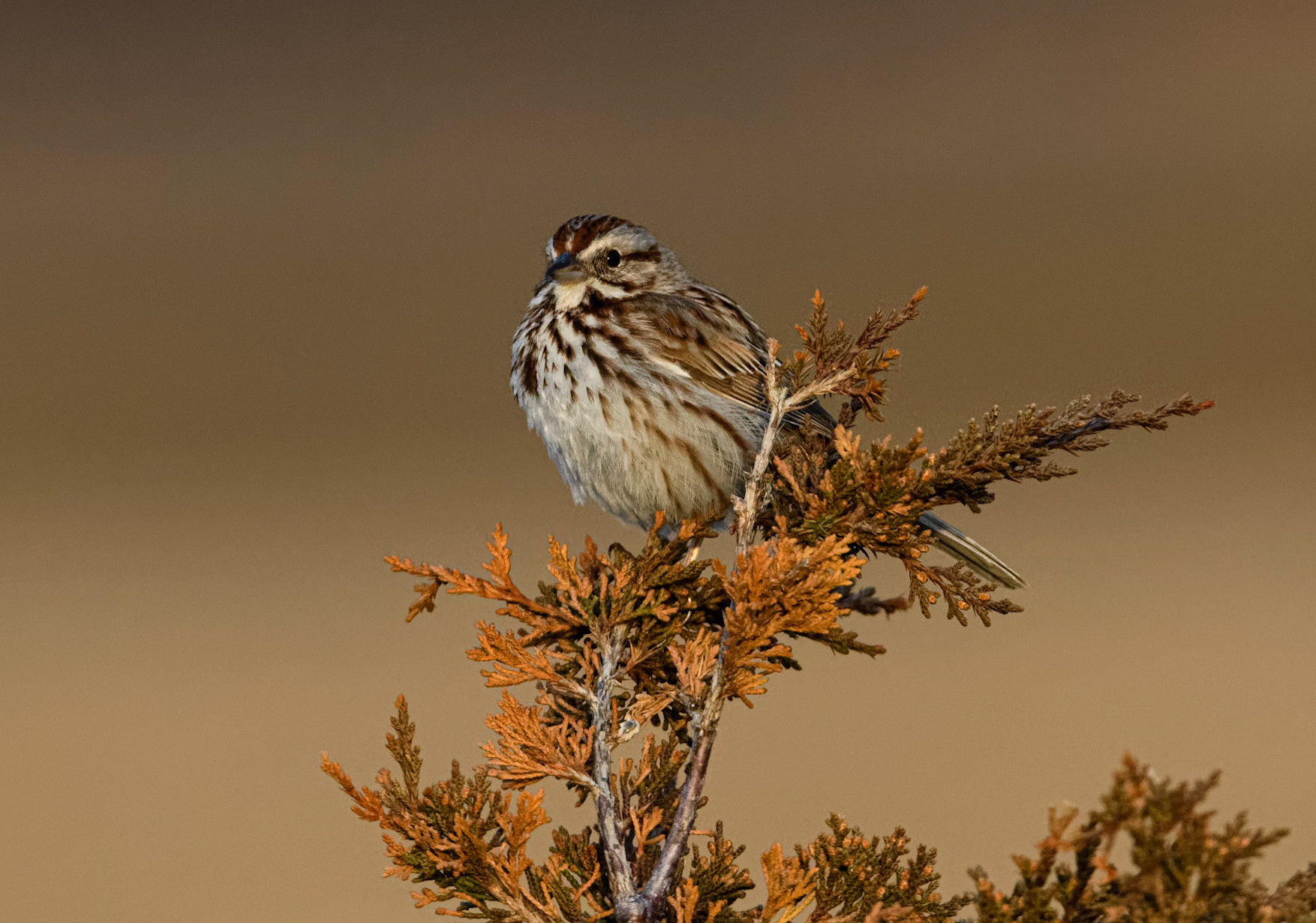 Song Sparrow