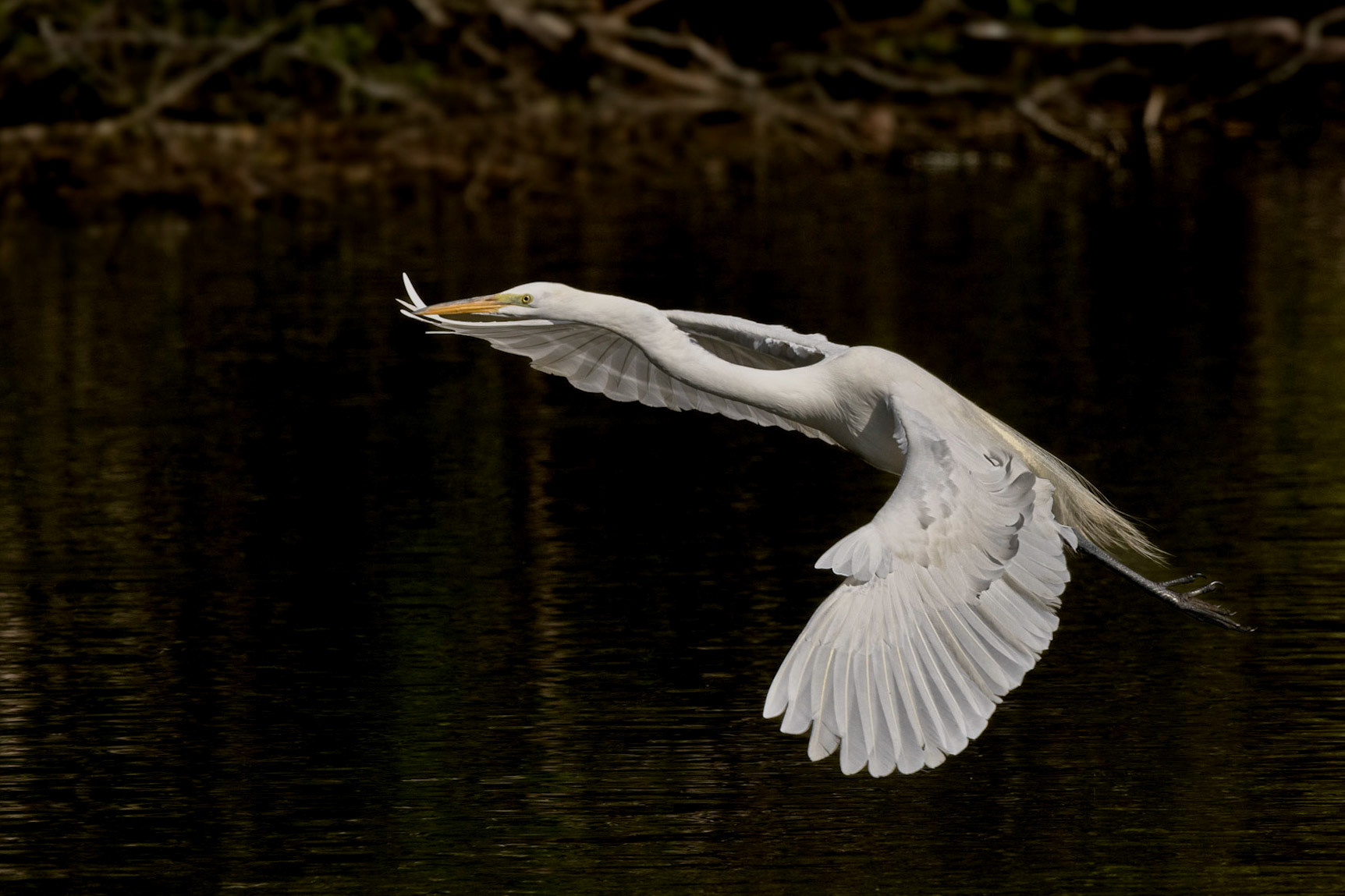 Great Egret