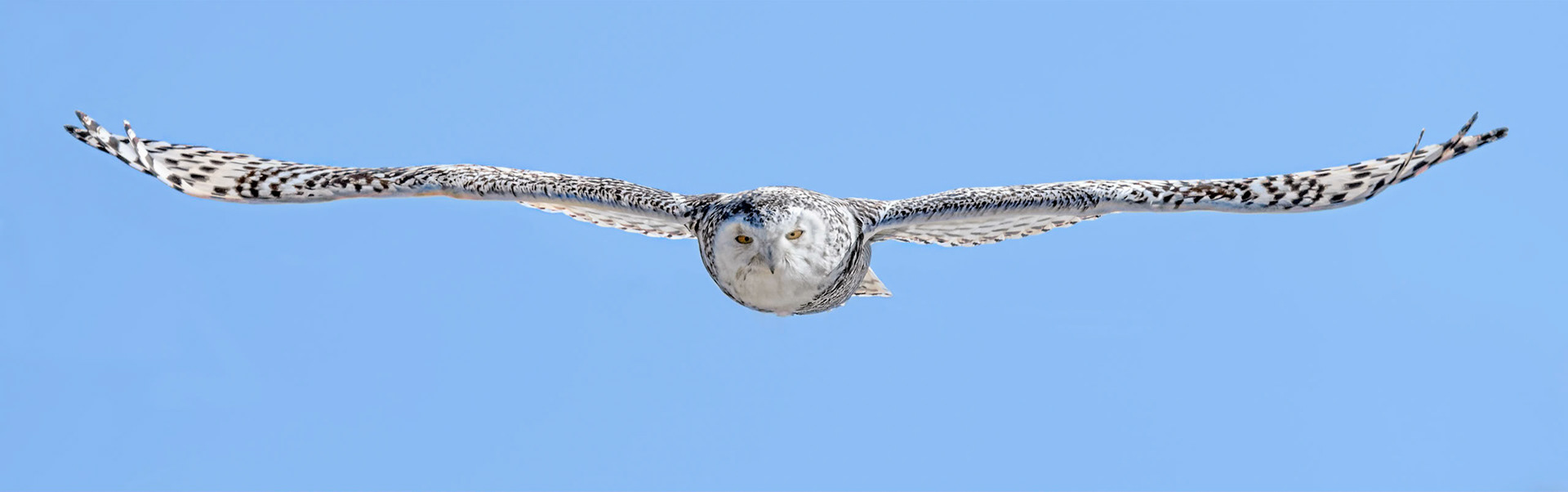 Snowy Owl