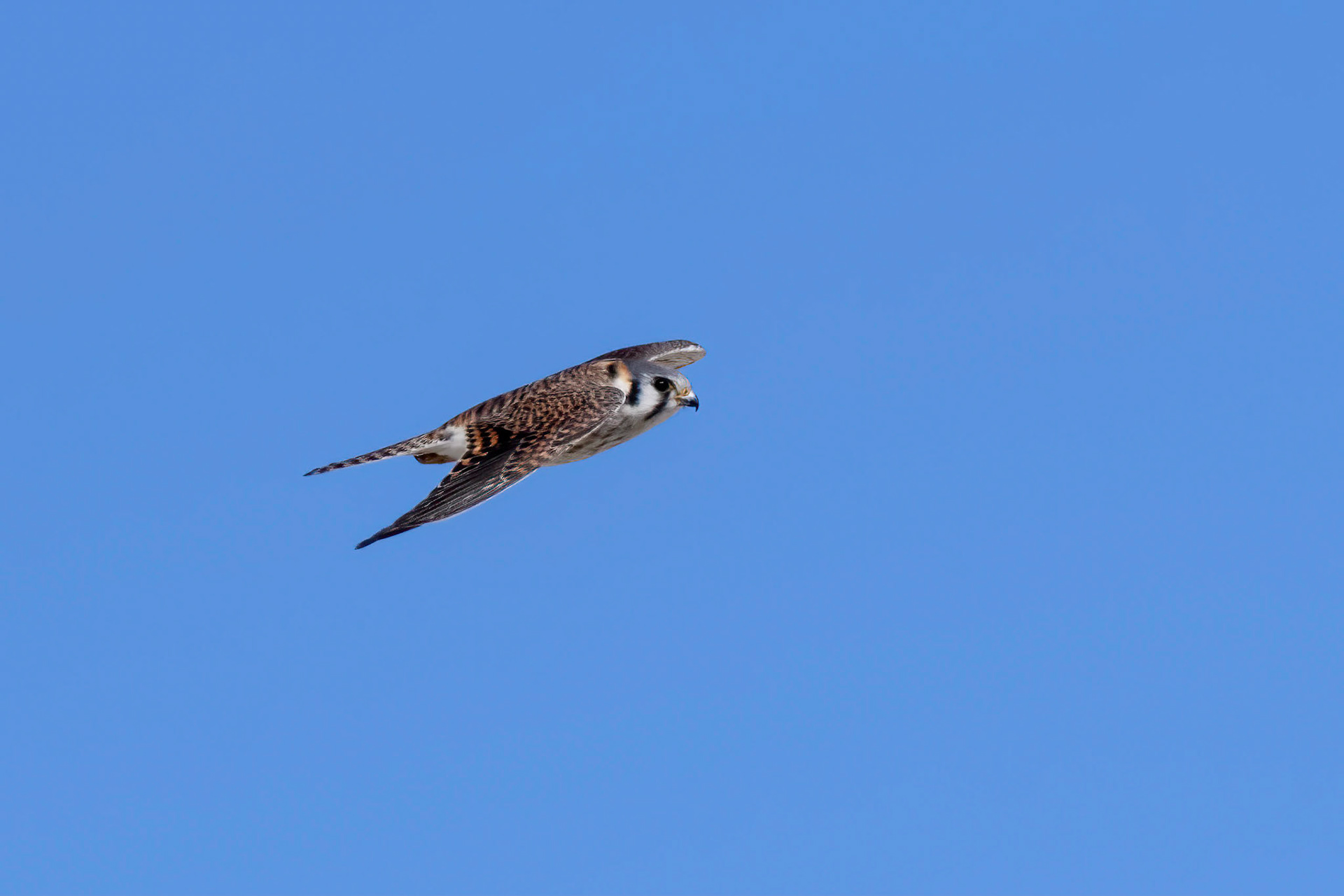 Kestral