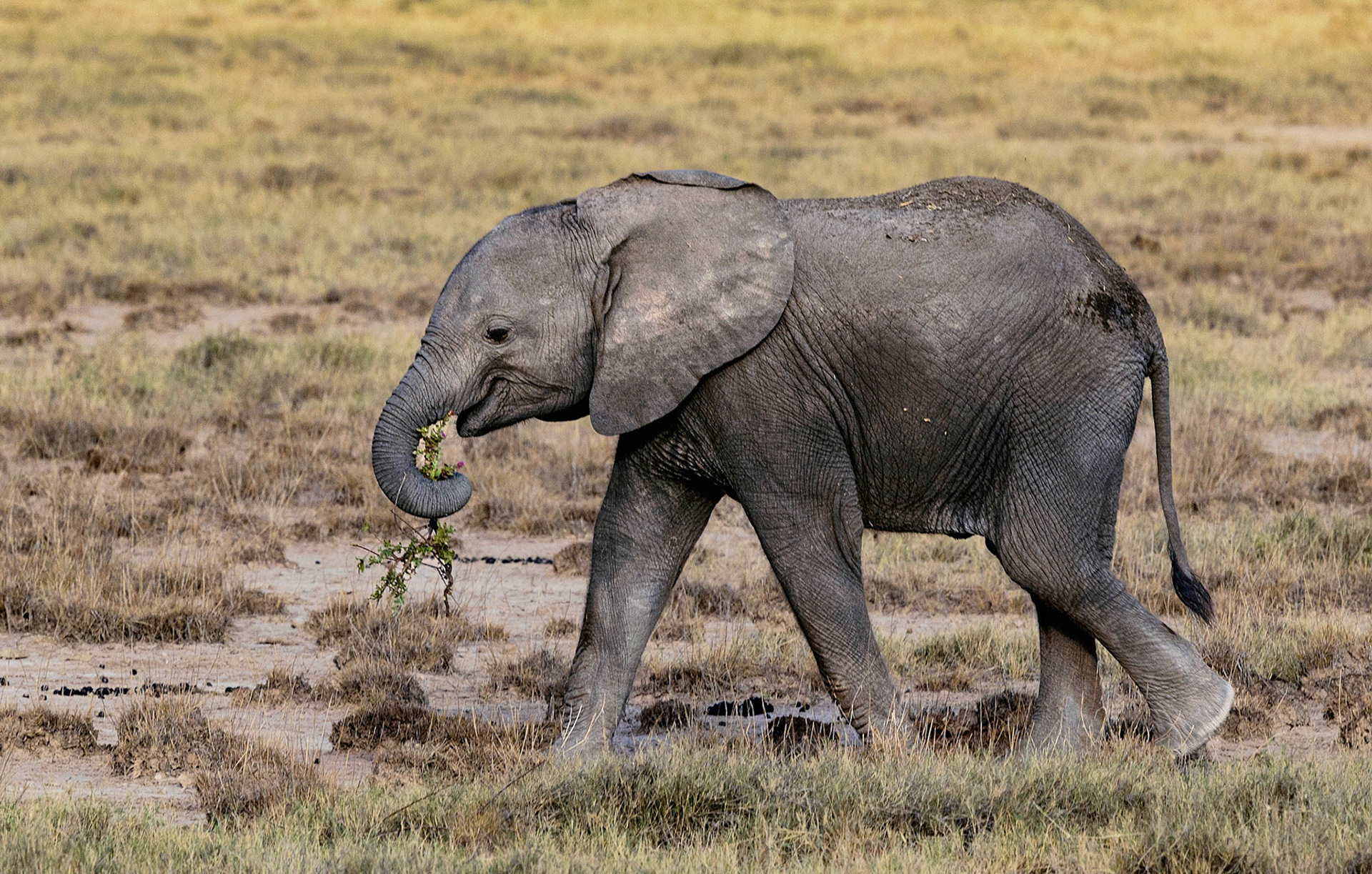 Juvinile Elephant