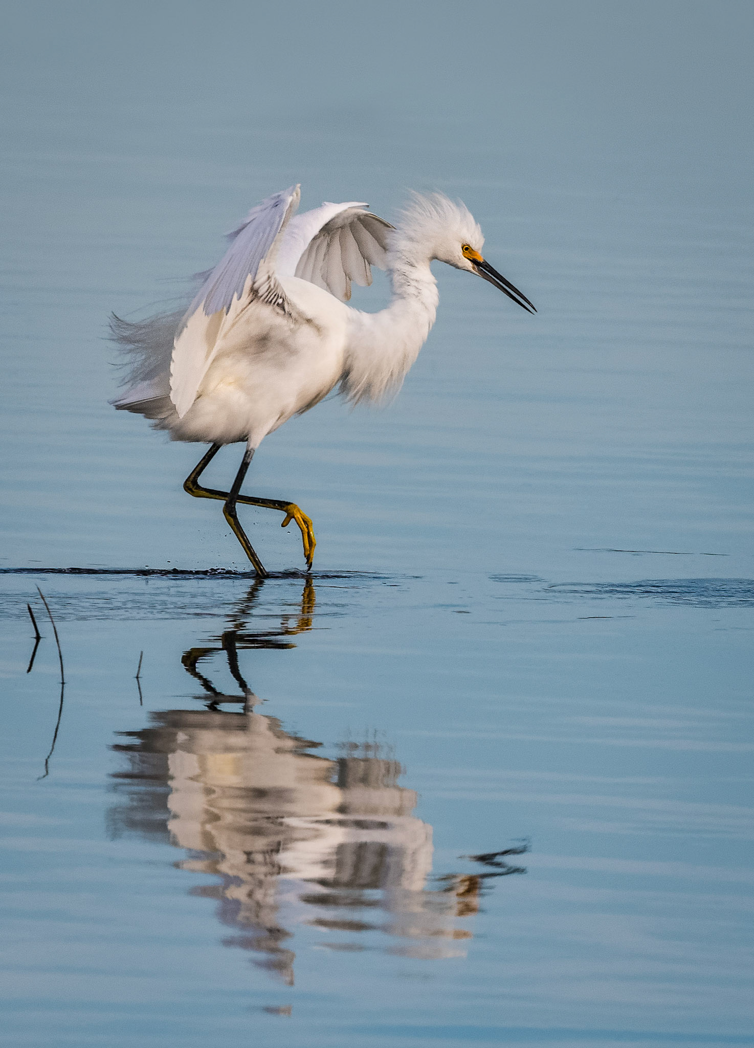 White Ibis fishing