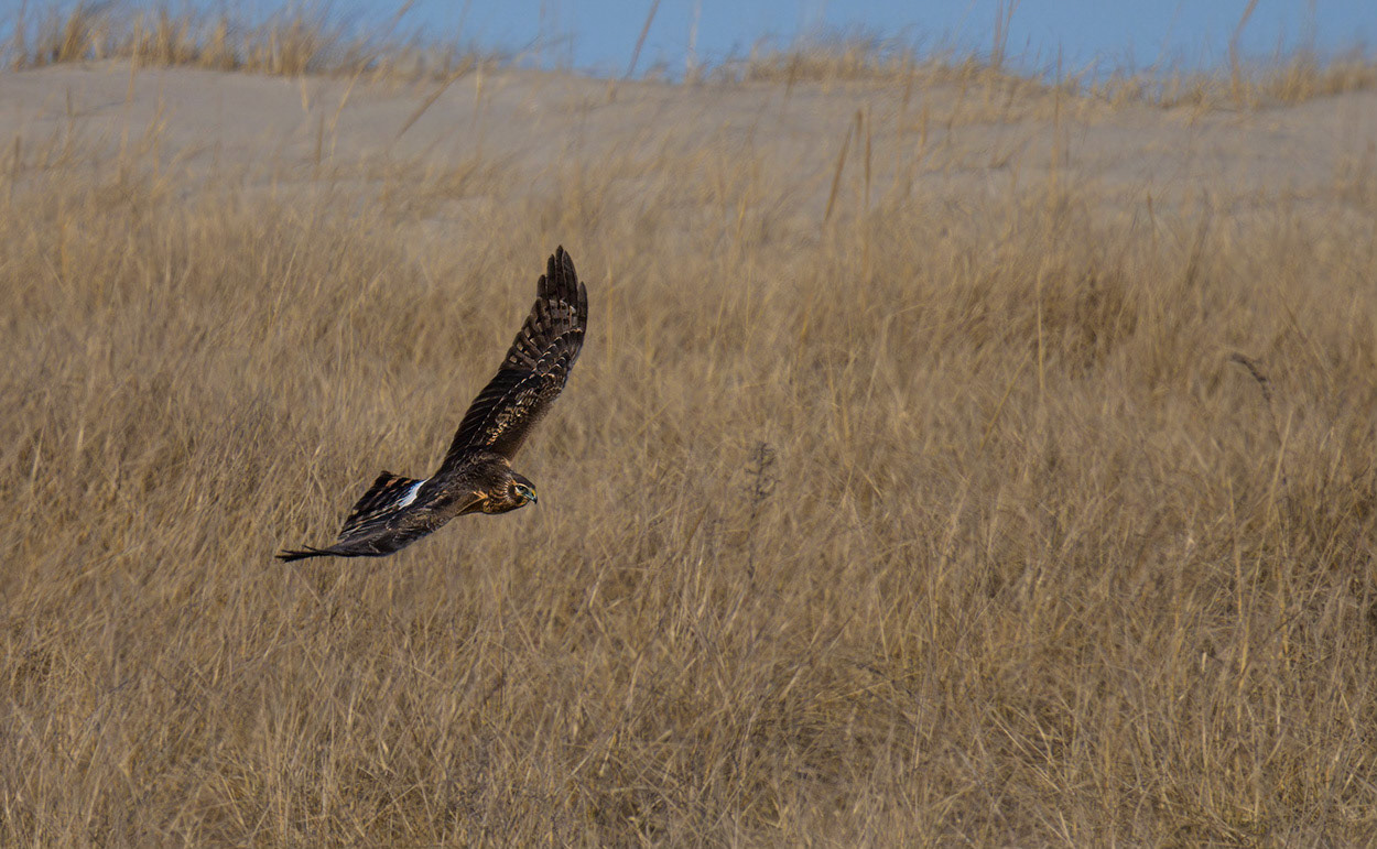 Northern Harrier