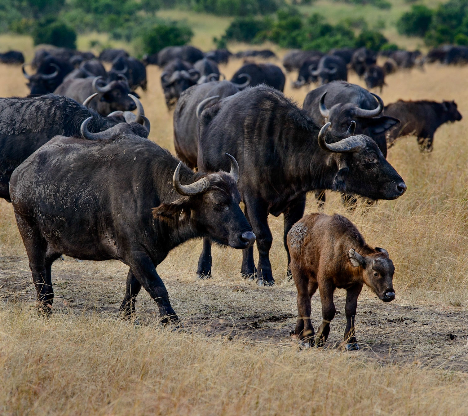 Water Buffalo Herd