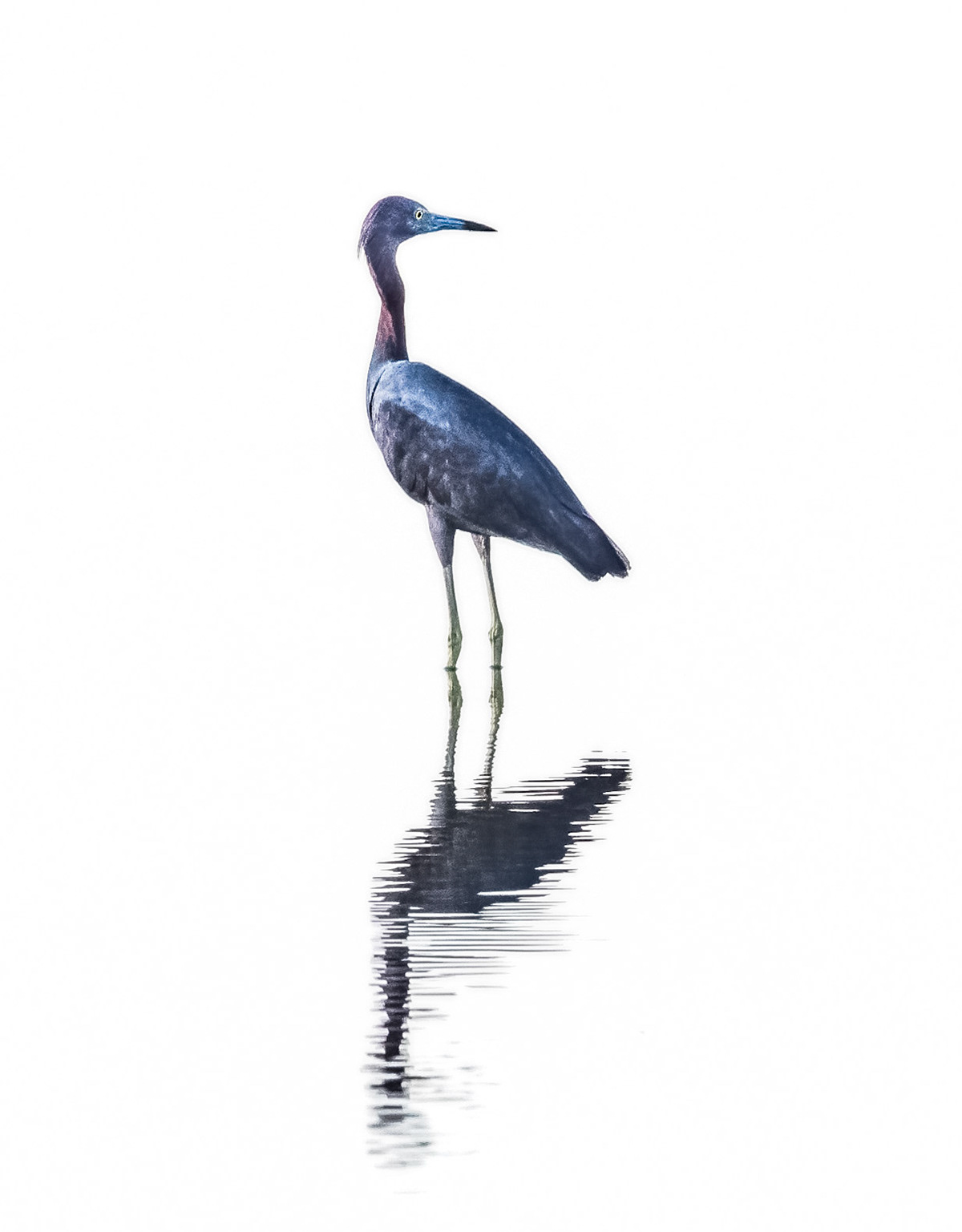 Little Blue Heron