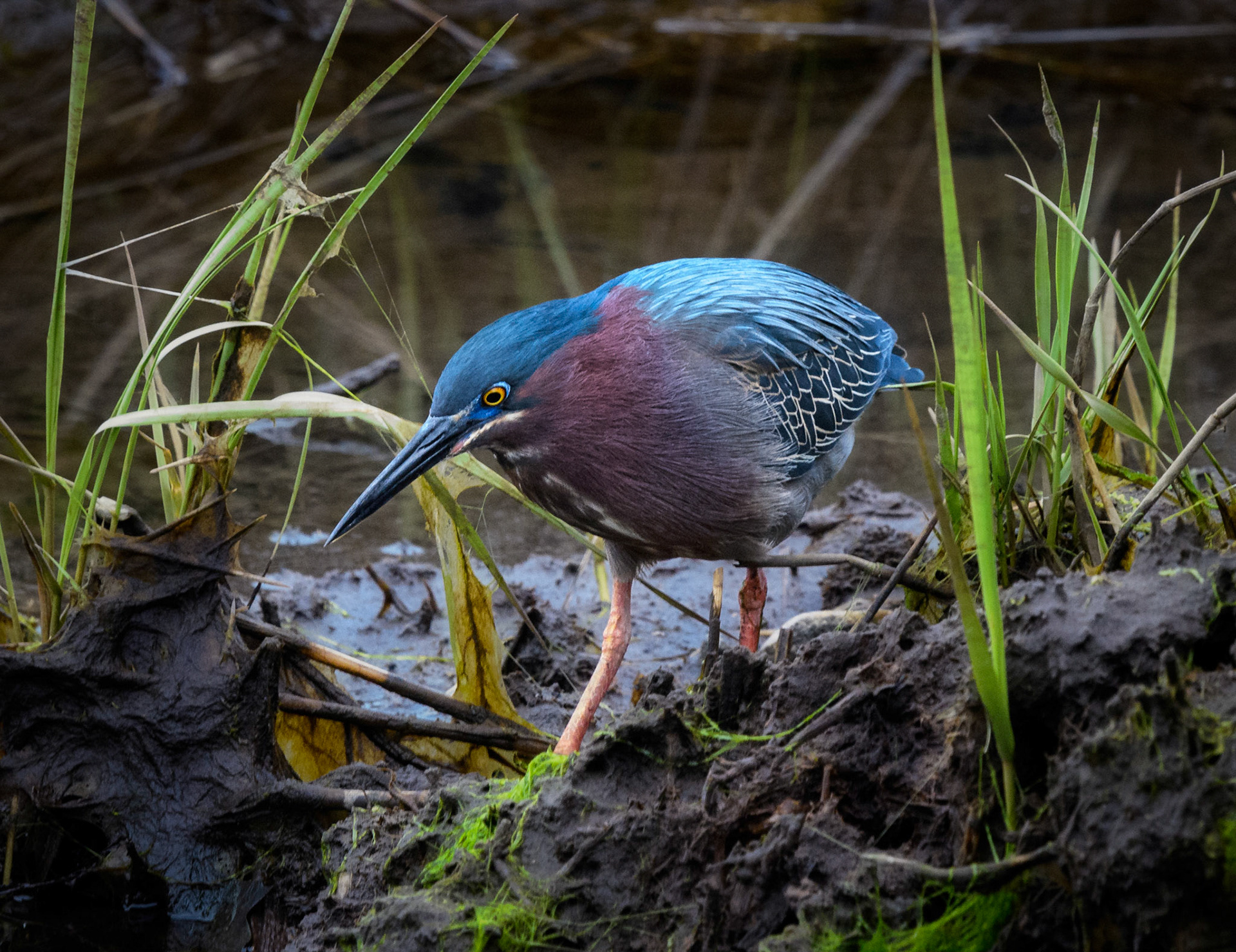 Green Heron