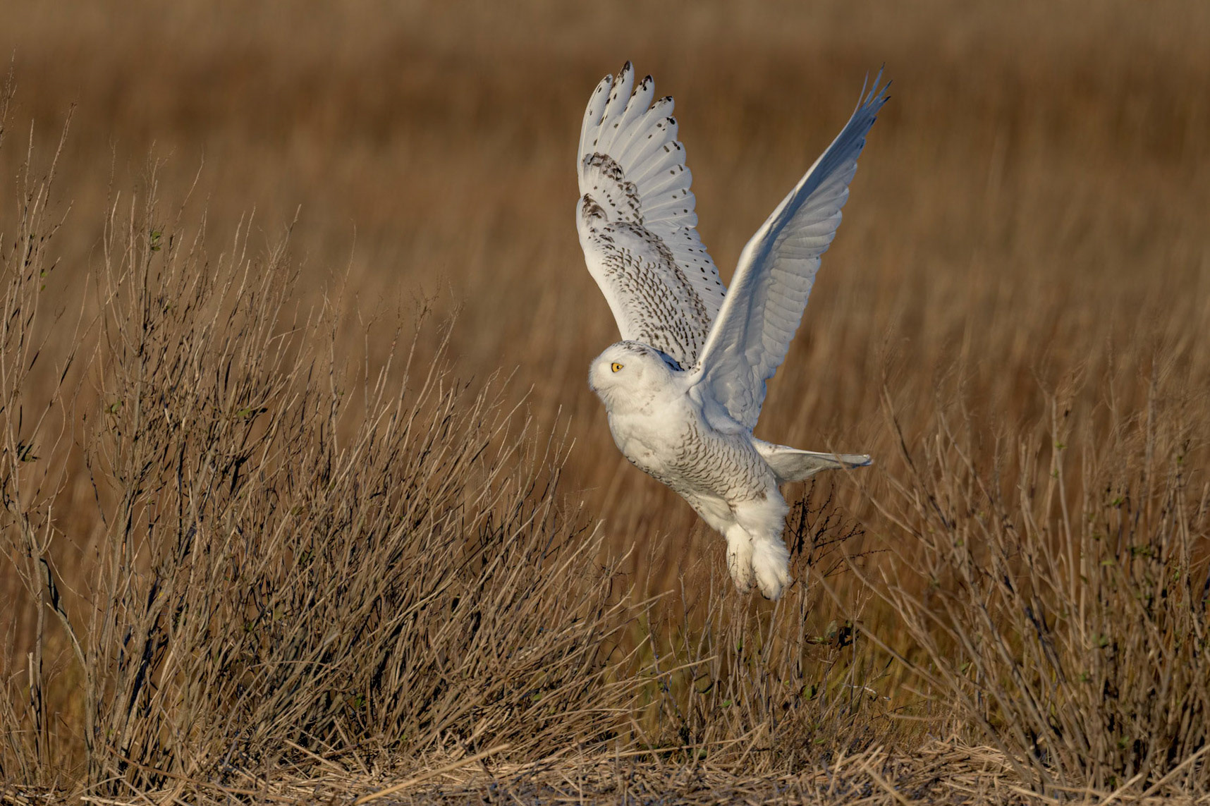 Snowy Owl