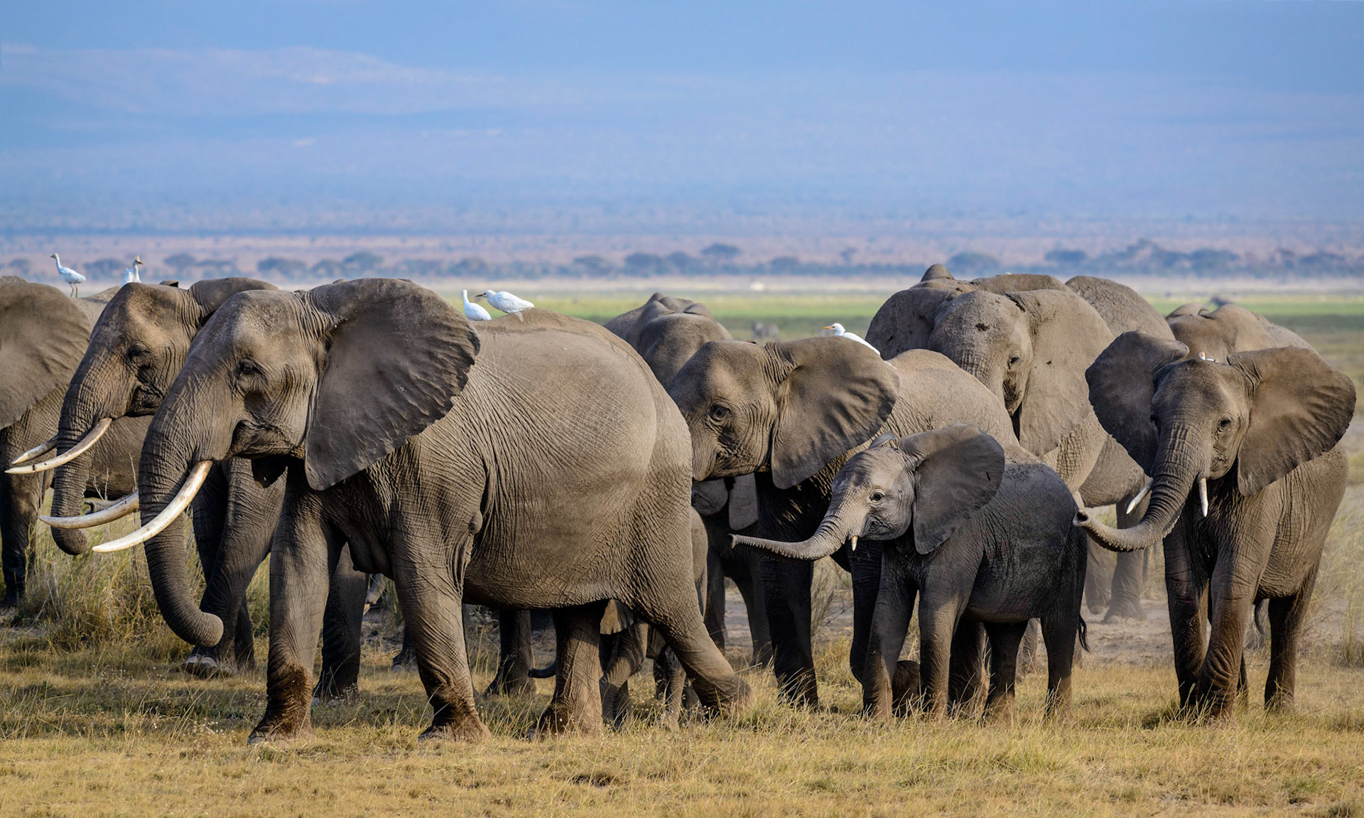 Elephant Herd