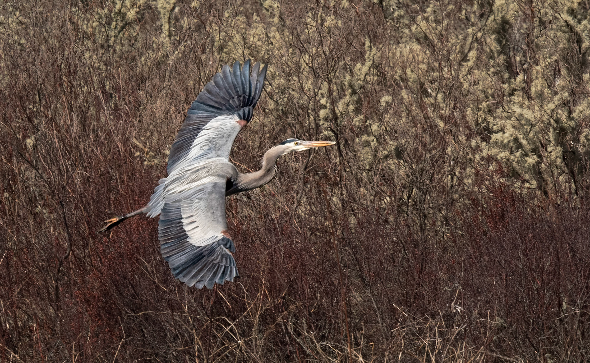 Great Blue Heron