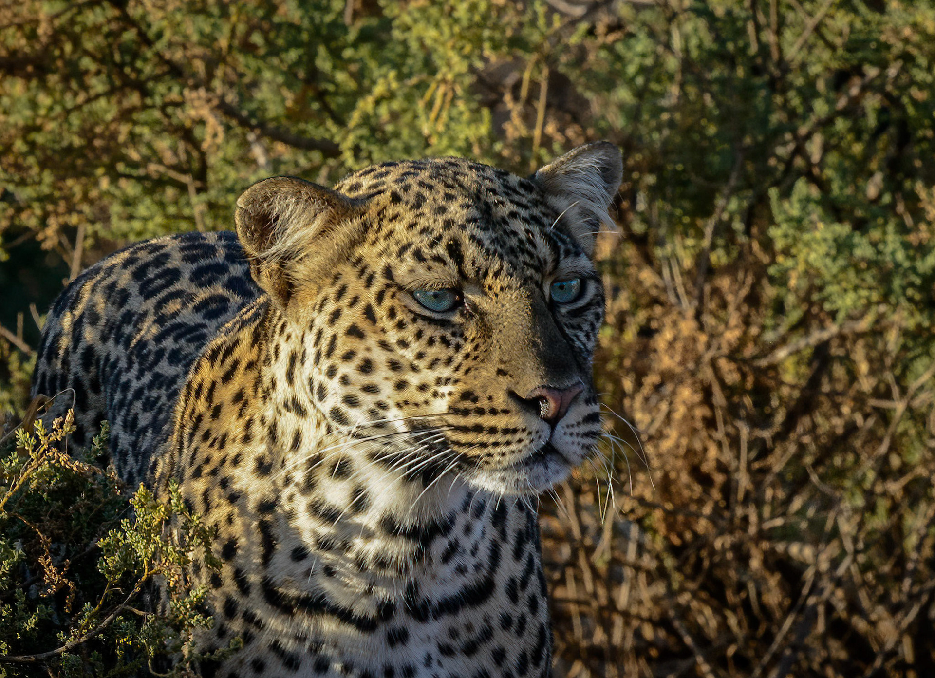 Leopard