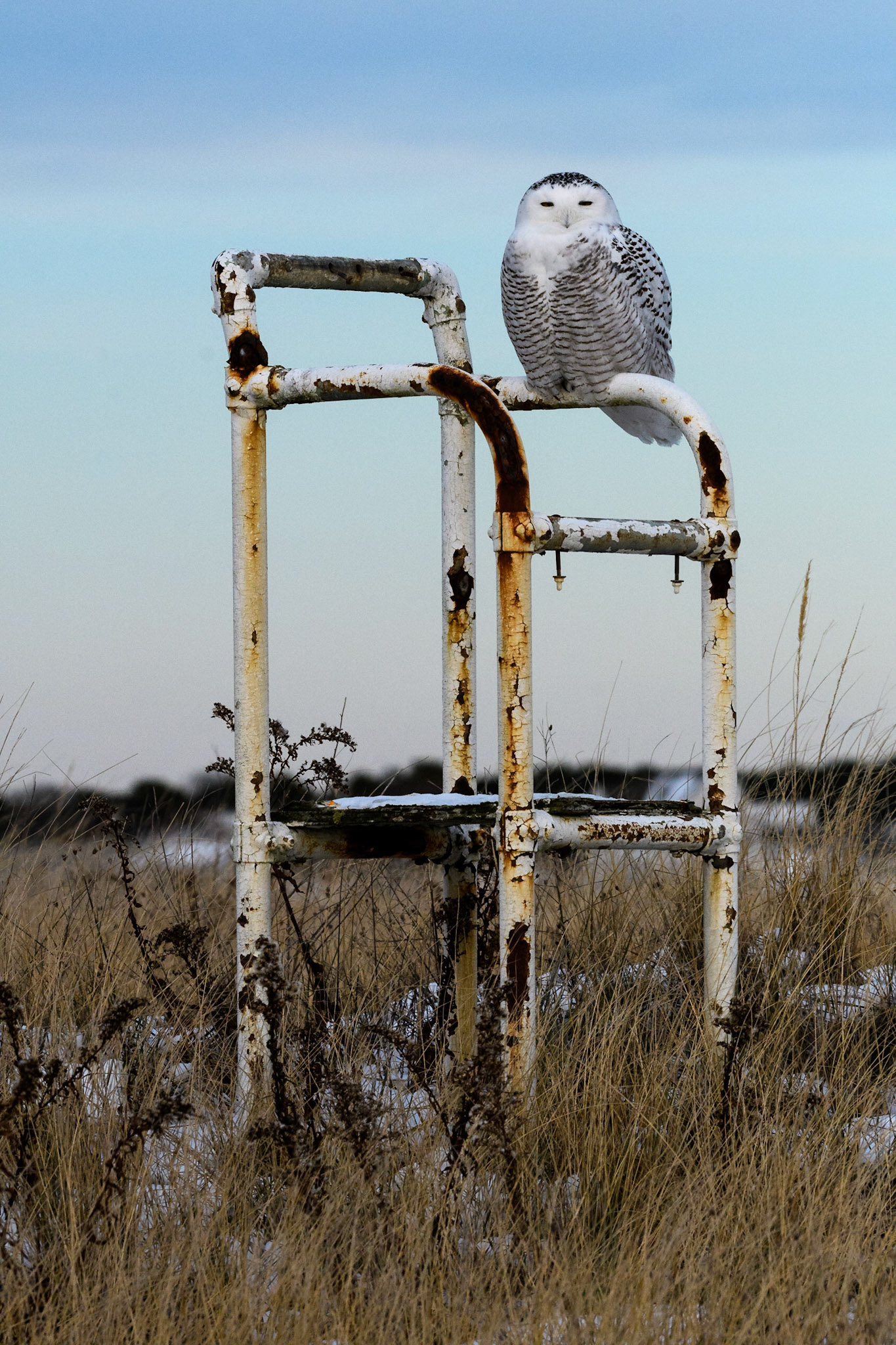 Snowy Owl