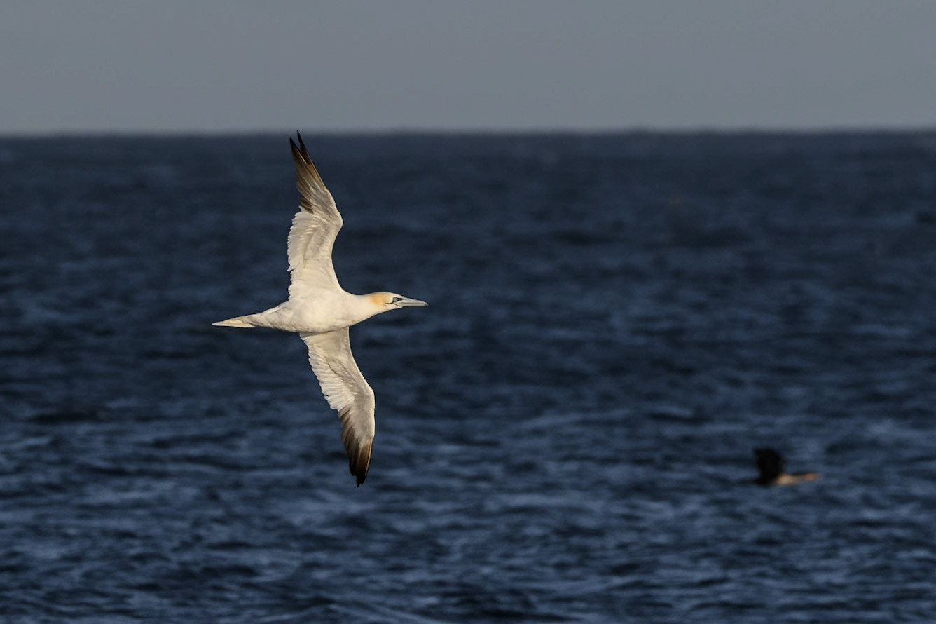 Northern Gannet