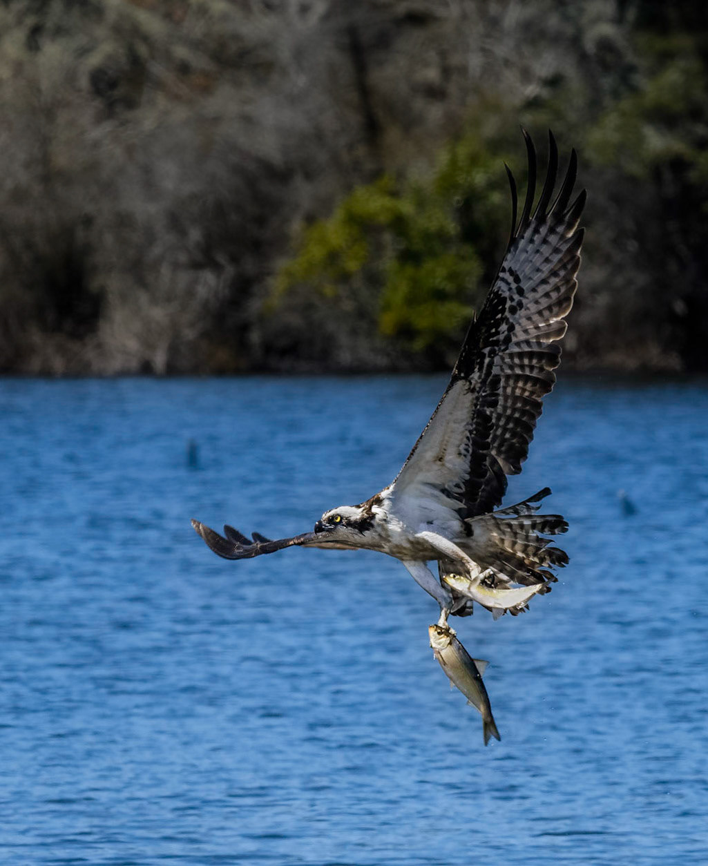 Osprey