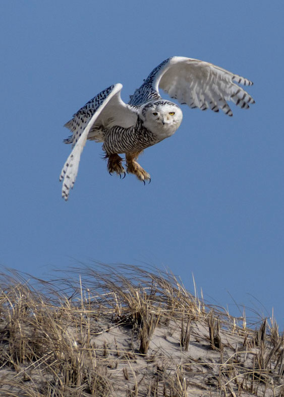 Snowy Owl