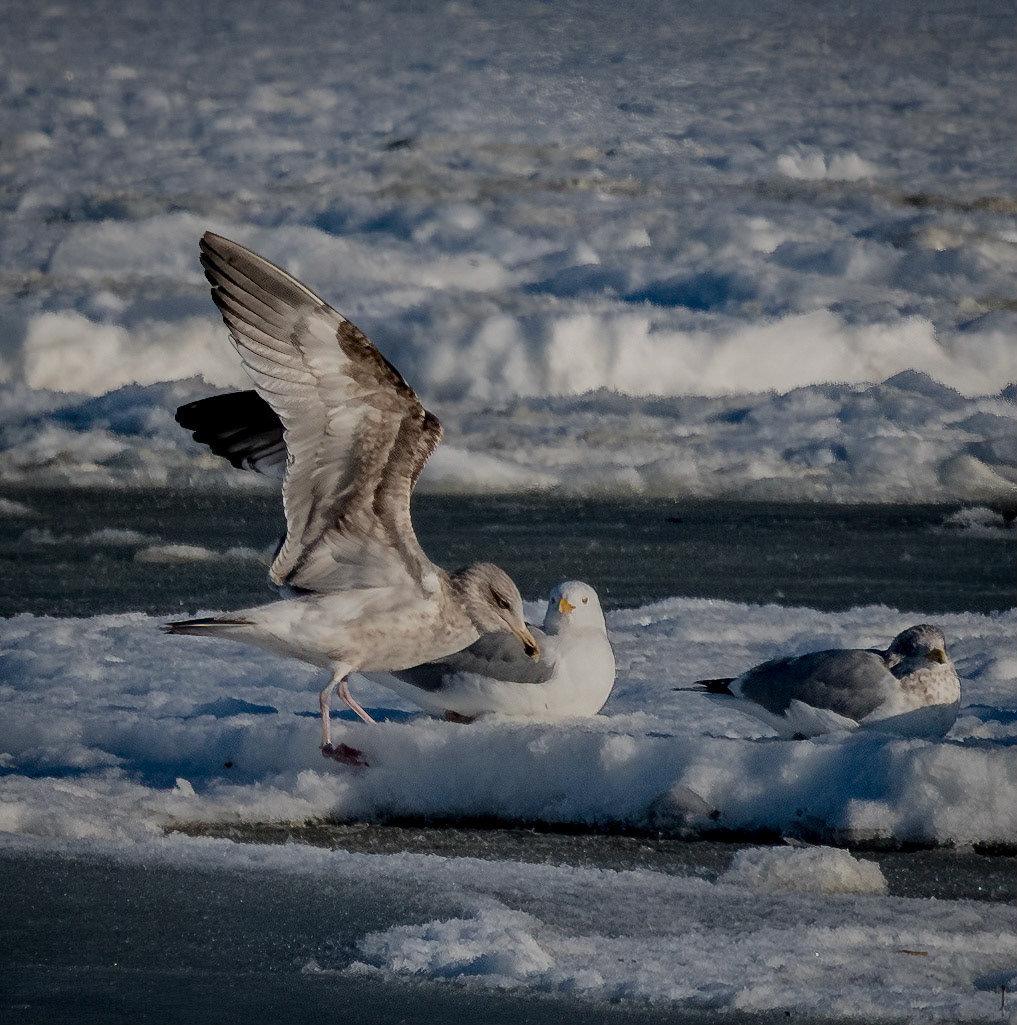 Herring Gull