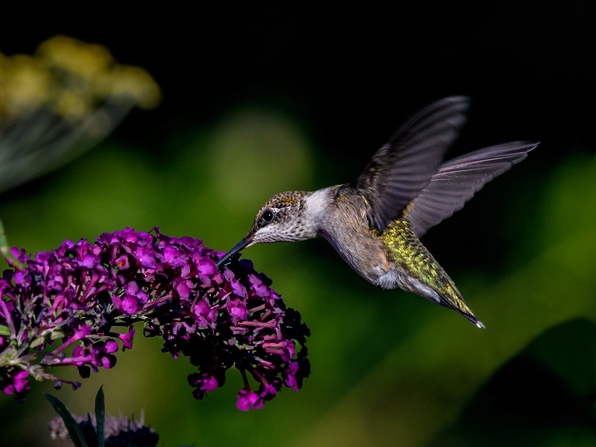 Ruby-throated Hummingbird