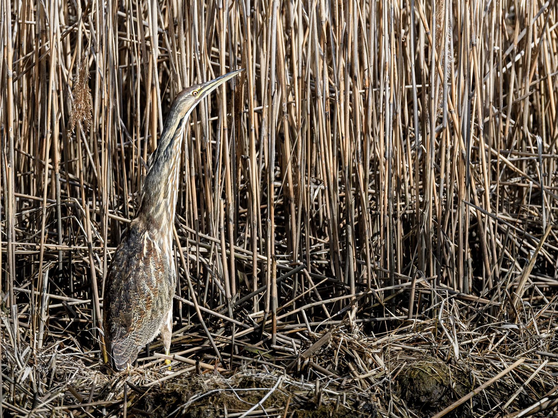 American Bittern