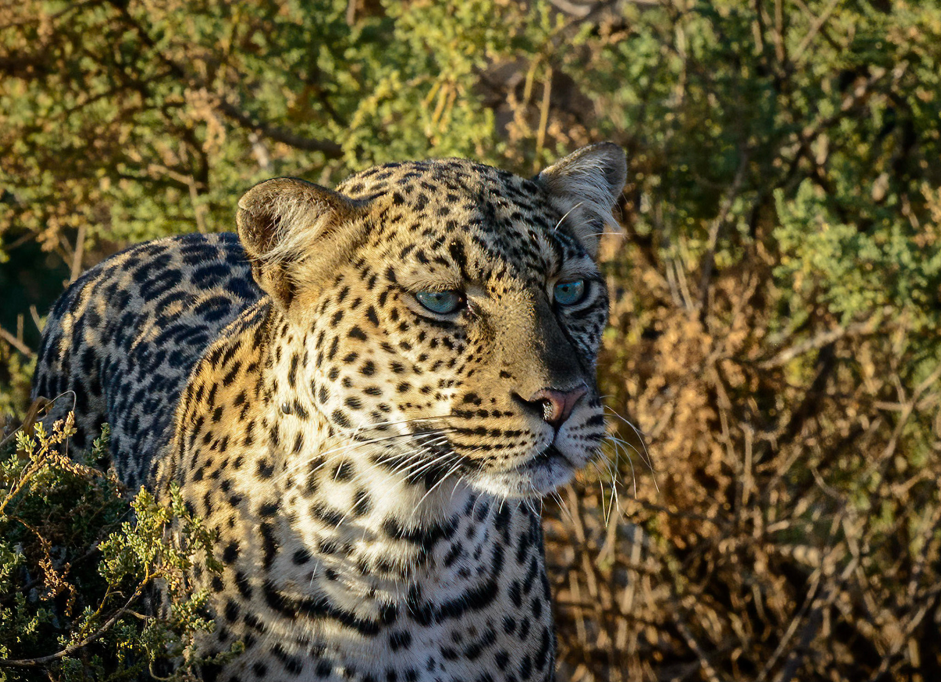 Leopard