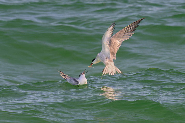 Tern