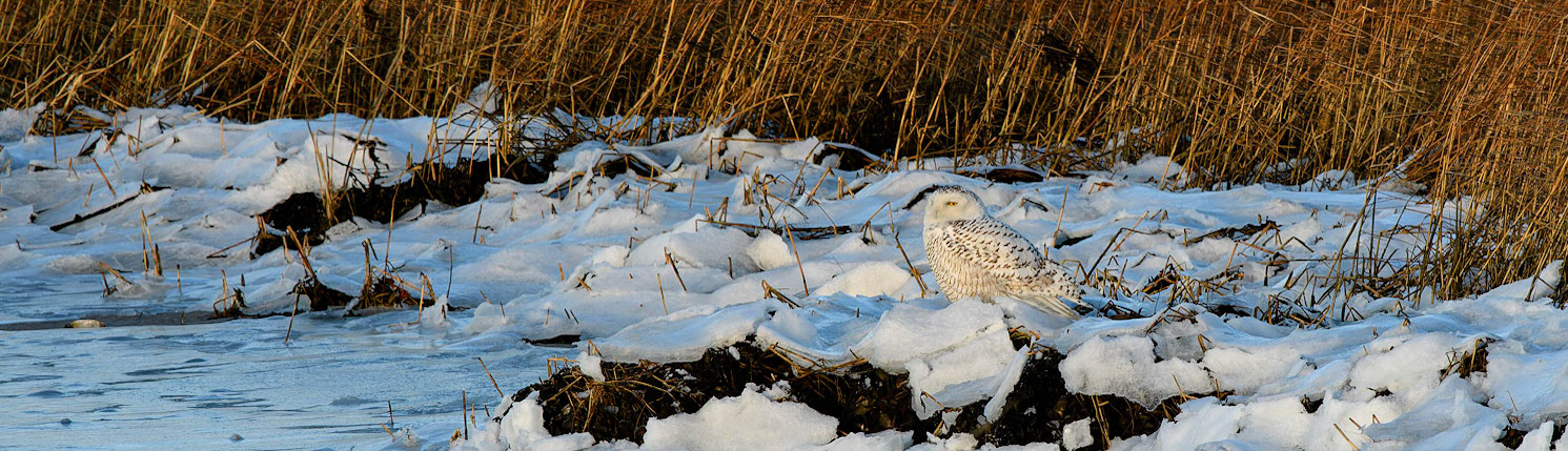 Snowy Owl