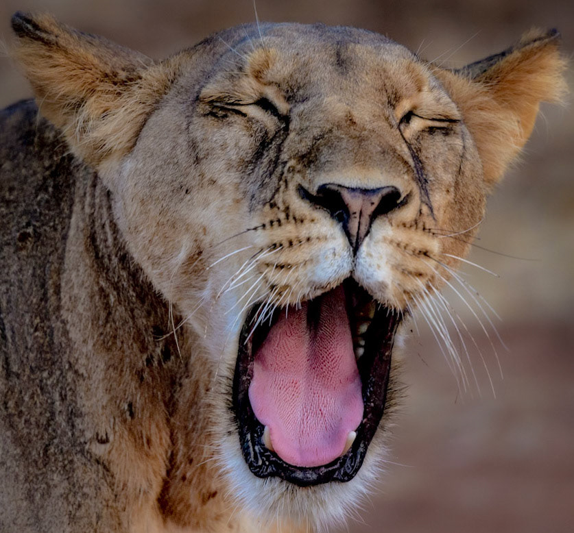 Lioness