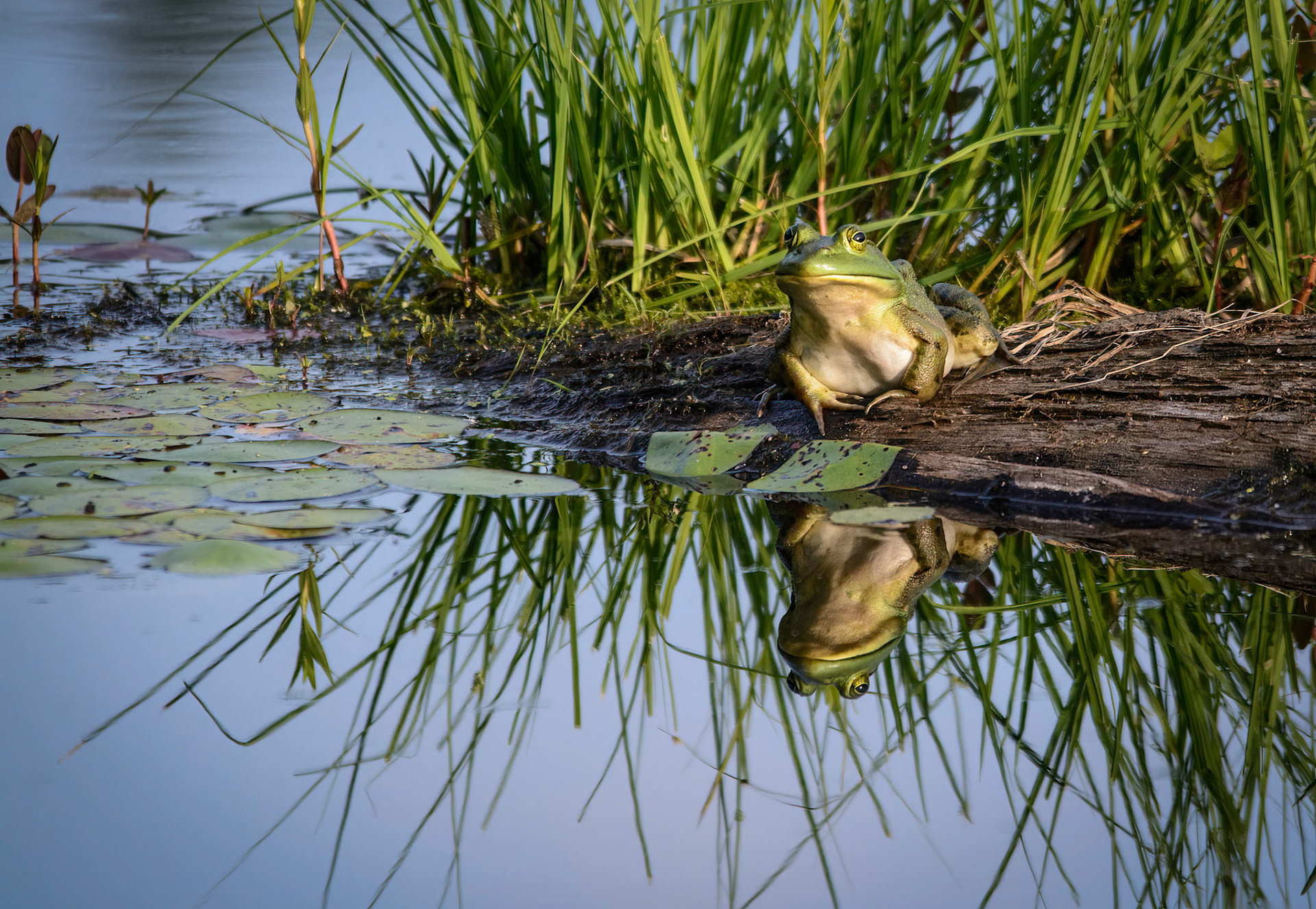 While photographing Great Blue herons at the edge of a swamp, I noticed this common bullfrog watching me. The light was perfect and so was his reflection, showing off his butter-colored chin. No bait was used and the Common Bullfrog is not listed on the IUCN Red List. This photograph was taken at Wharton Plantation-New England Forestry Foundation, Groton, Massachusetts, USA.
