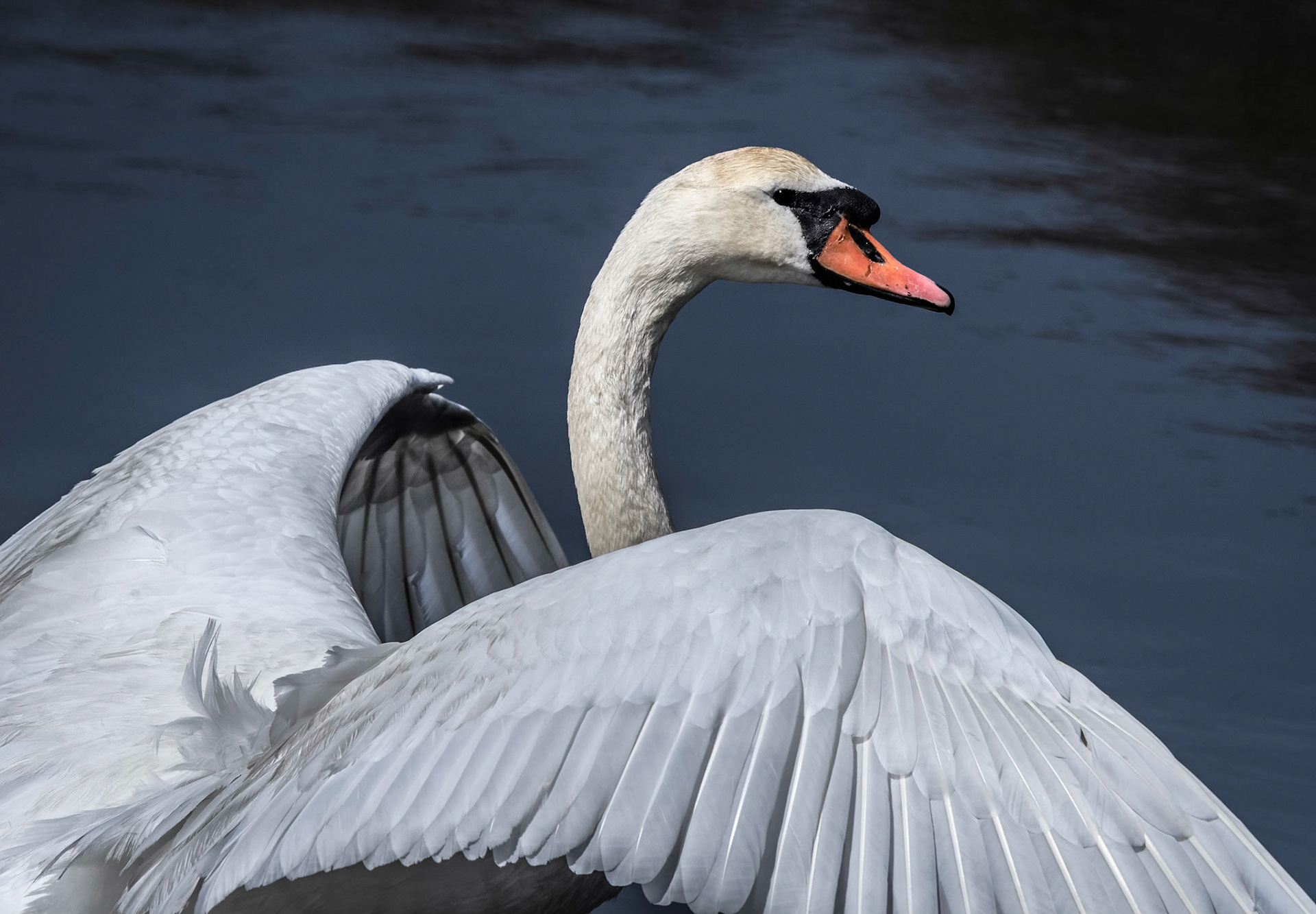Mute Swan
