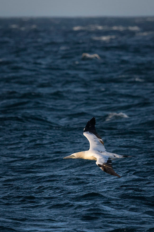 Northern Gannet
