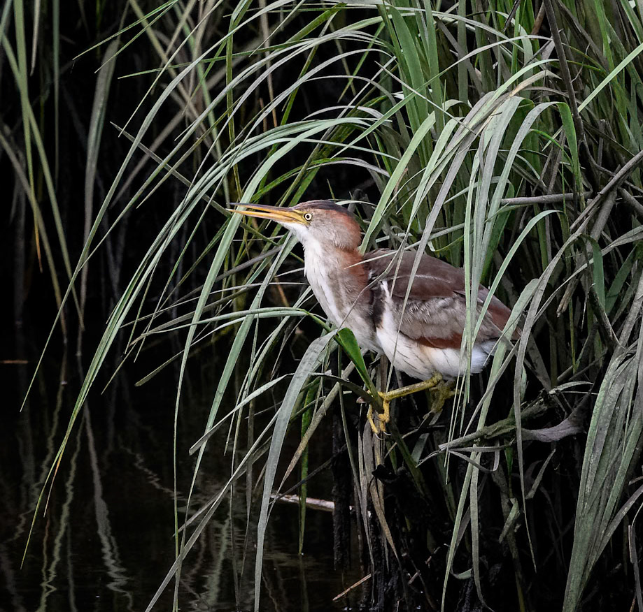 Least Bittern