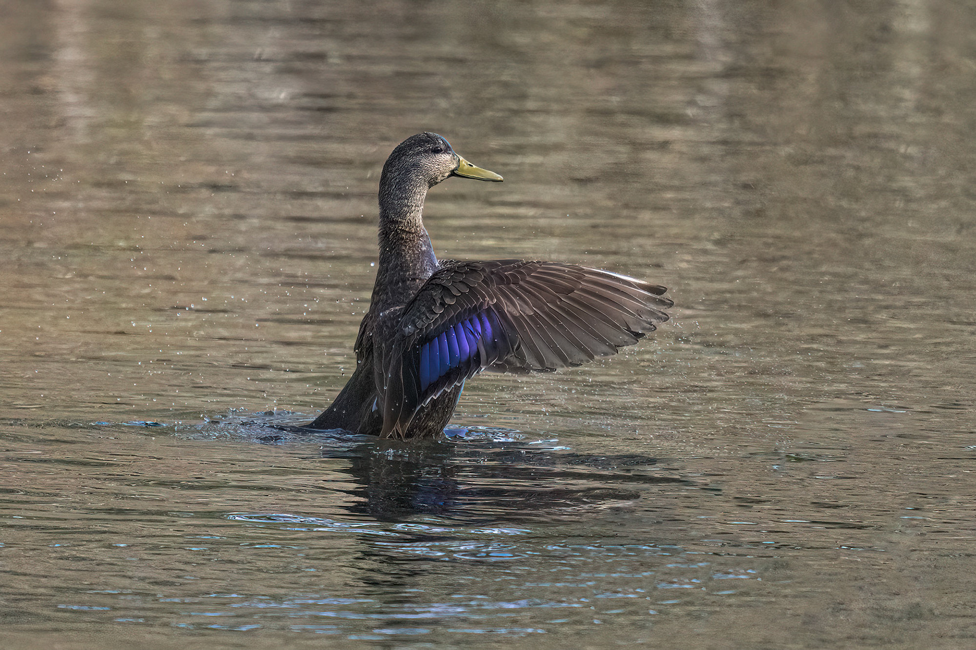 American Black Duck