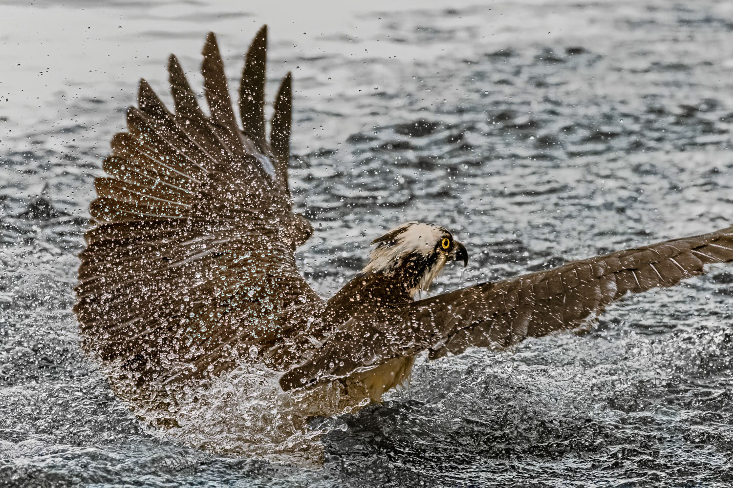 Osprey
