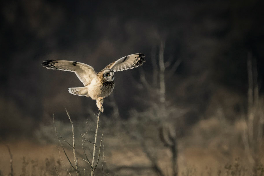 Short-eared Owl