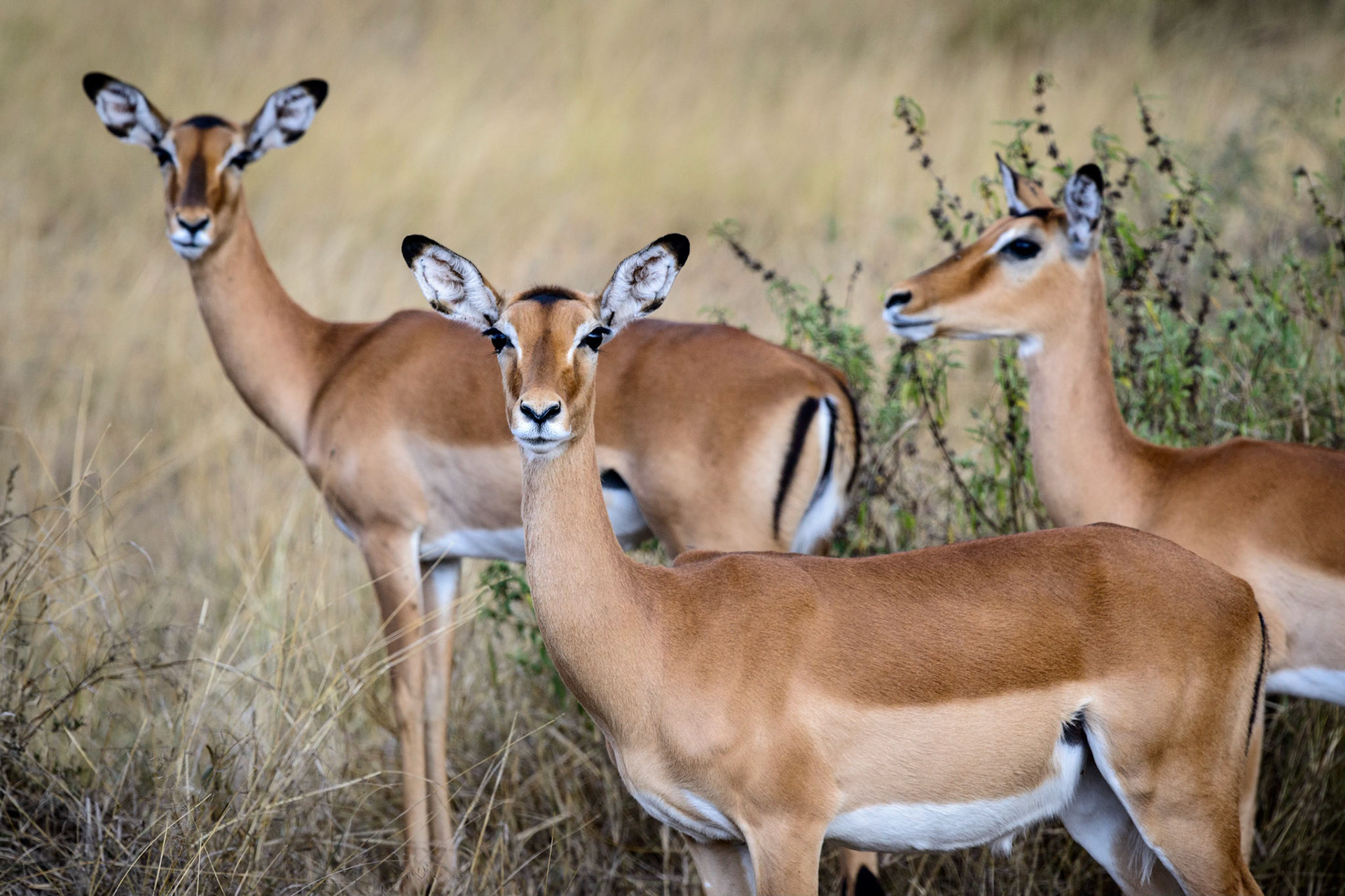 Gerenuk