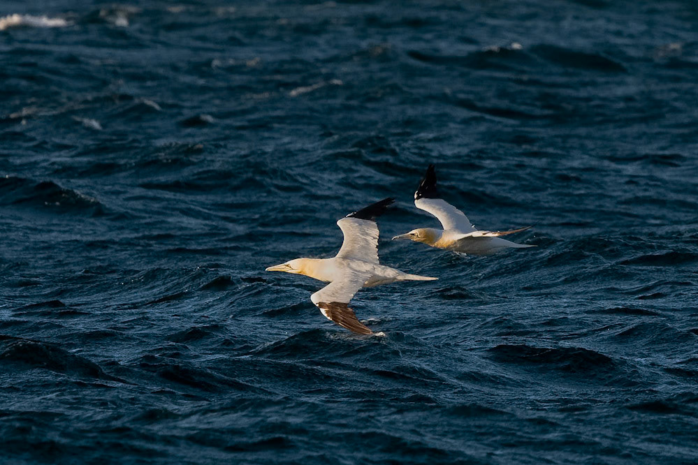 Northern Gannets