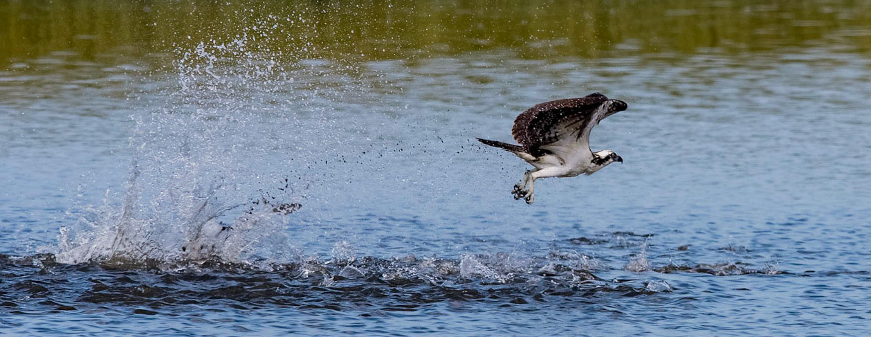 Osprey - The one that got away!
