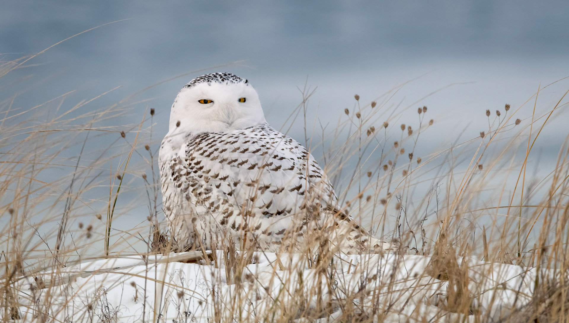 Snowy Owl