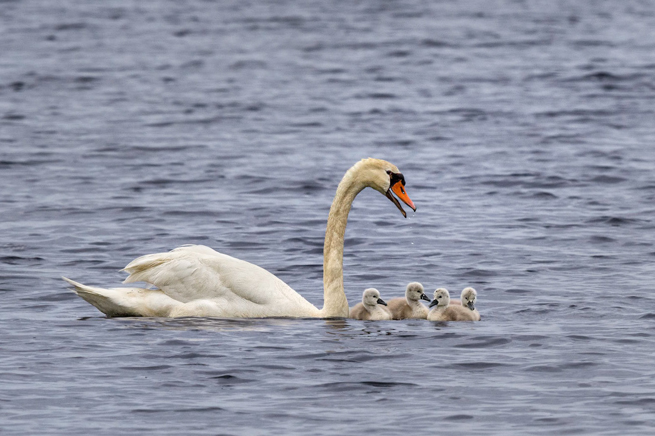 Mute sSwan with Cygnets
