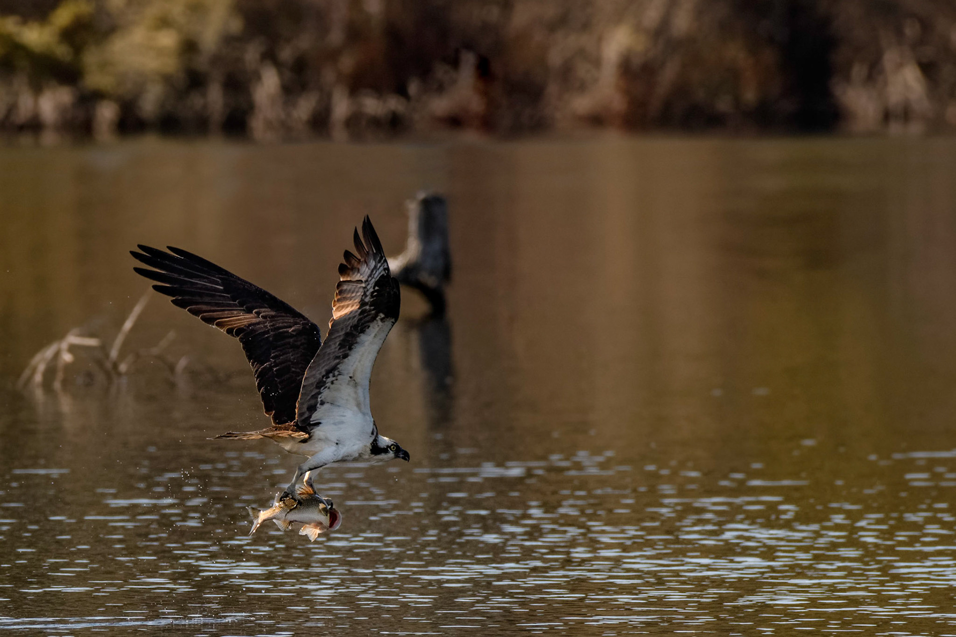 Osprey