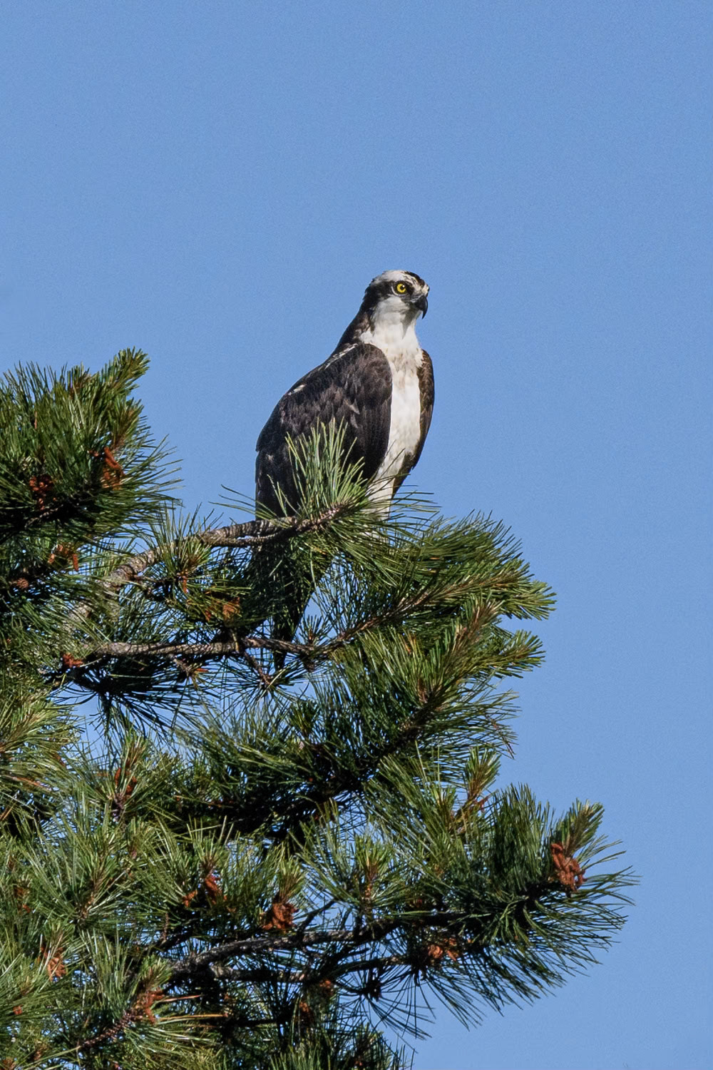 Osprey