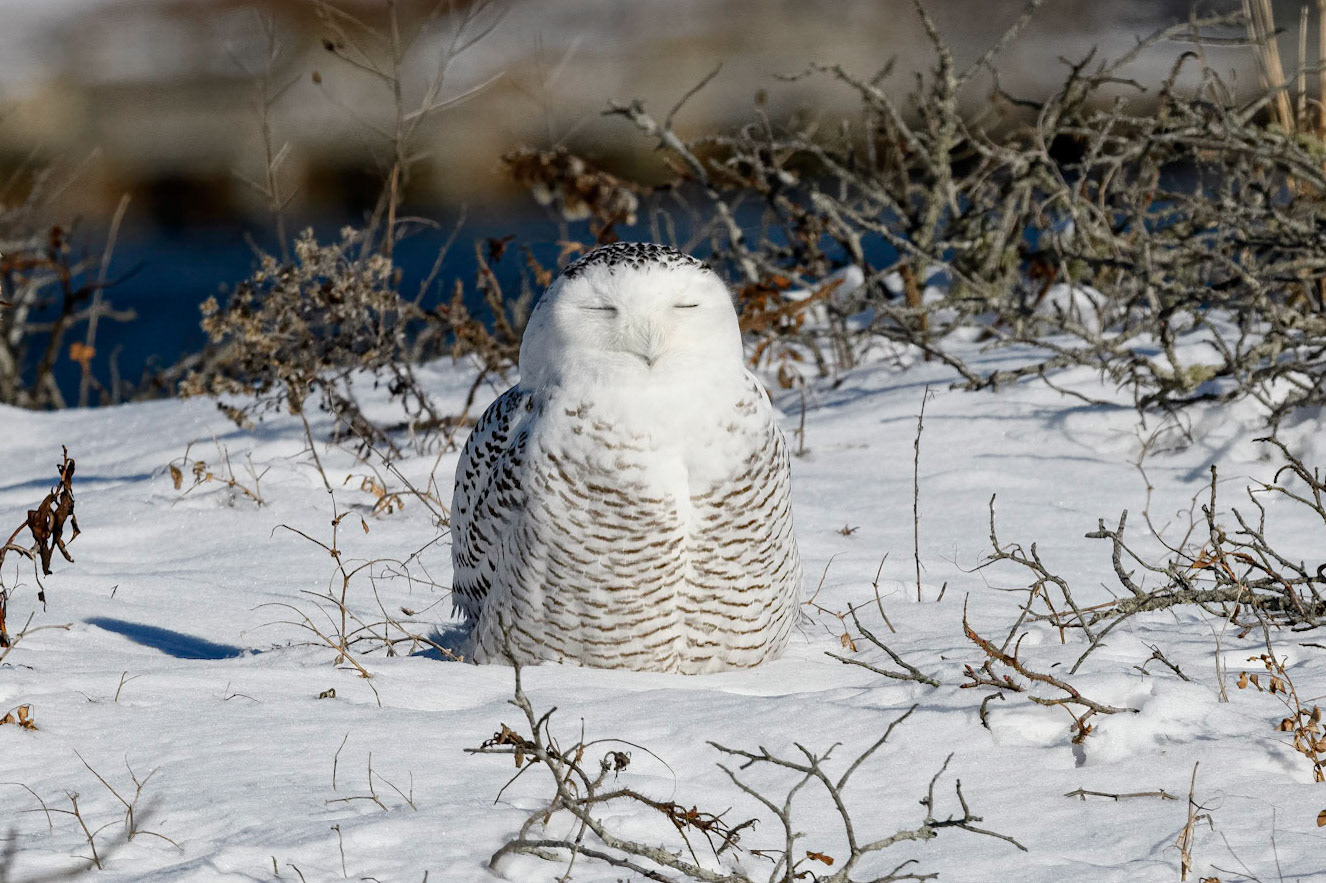 Snowy Owl