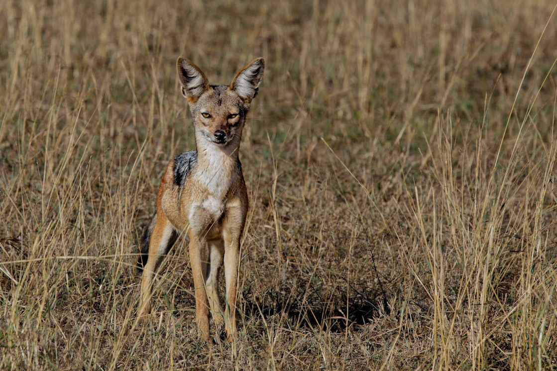 Jackal