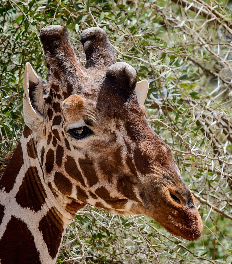 Reticulated Giraffe