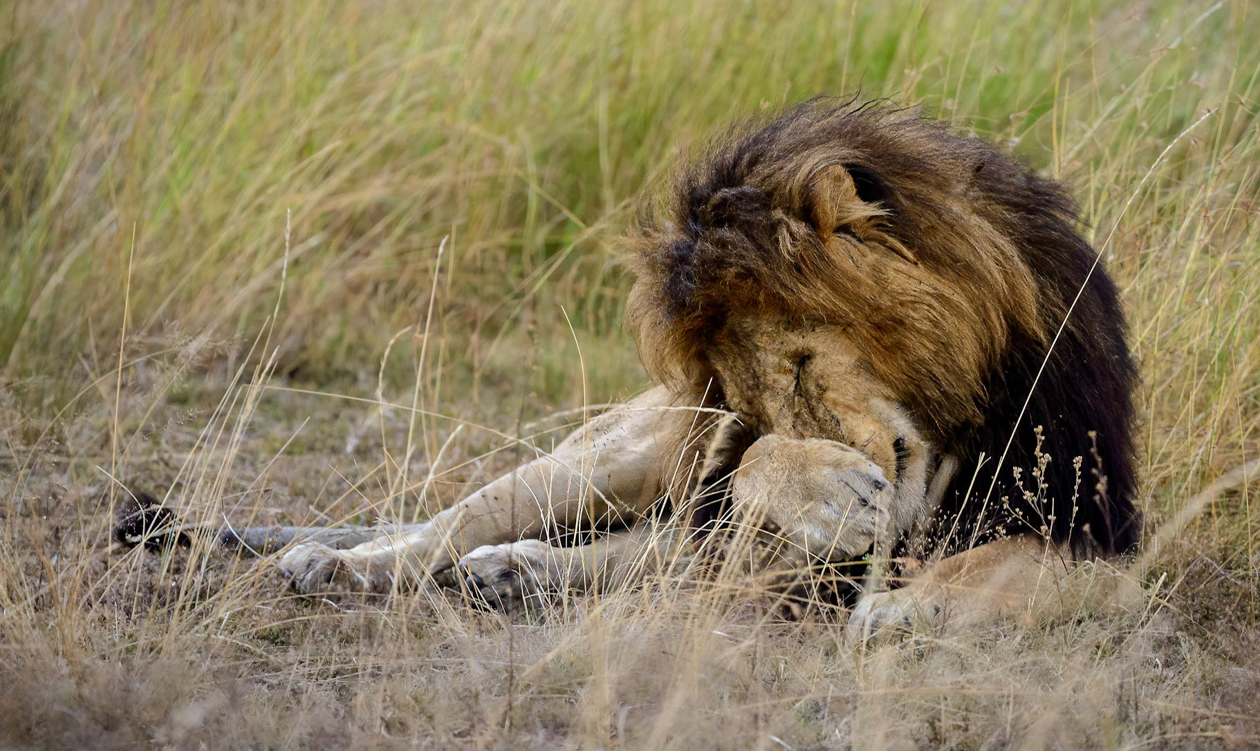 Lion