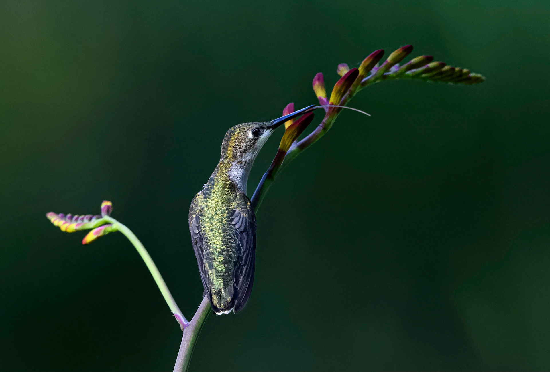 Ruby-throated Hummingbird on Crocosmia