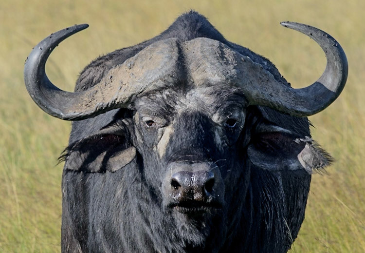 Water Buffalo